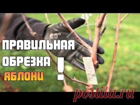 Как качественно обрезать Яблоню ?