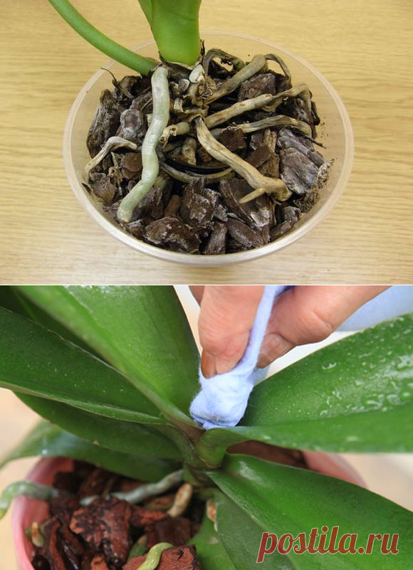 Болезни и вредители орхидей: лечение и борьба с насекомыми