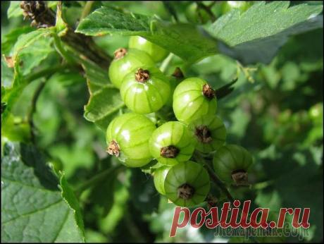 Зеленоплодная смородина