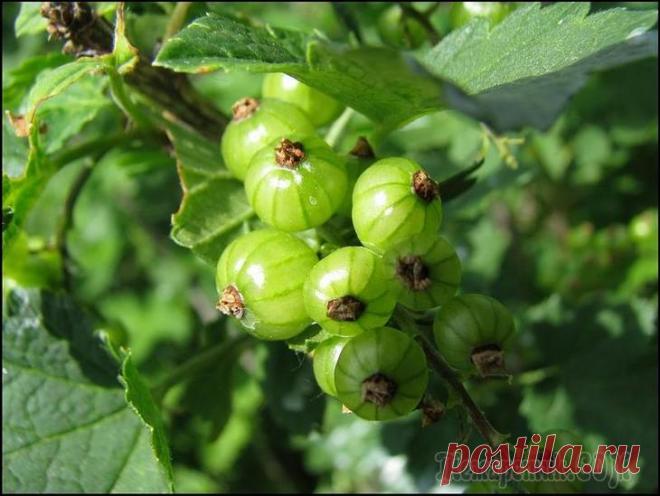 Зеленоплодная смородина
