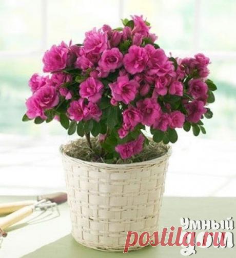 Капризная красавица Азалия.