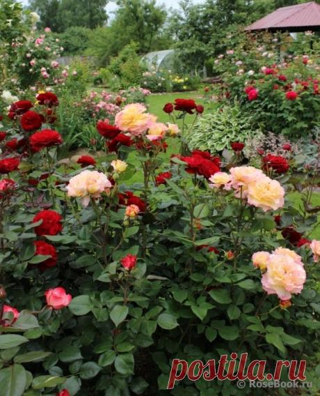 розы в саду.