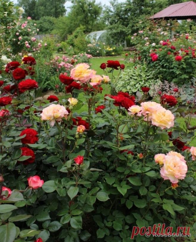 розы в саду.