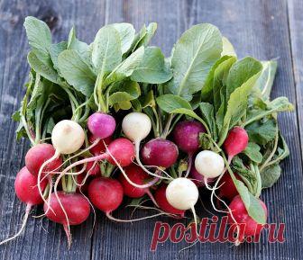 Главное в редиске - это листья! Вот что надо с ними делать - Lifter