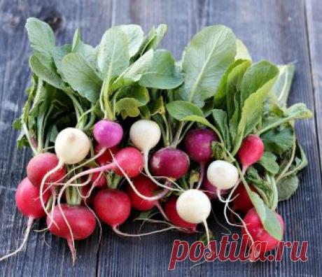 Главное в редиске - это листья! Вот что надо с ними делать - Lifter