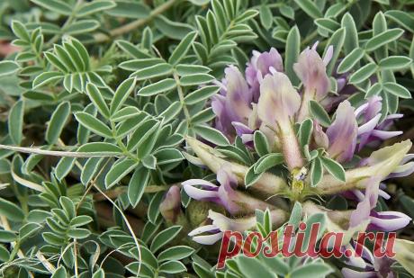 Трава жизни - Астрагал. Садоводка