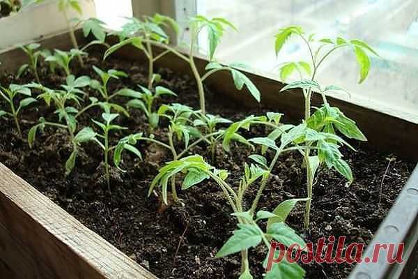 Правильный уход за рассадой томатов | Эфария