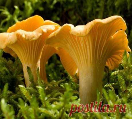 Не задумывались, почему лисички никогда не бывают червивыми?