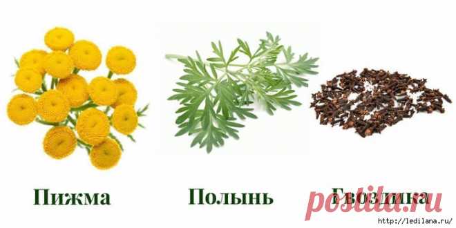 Рецепты русской тройчатки от доктора Иванченко