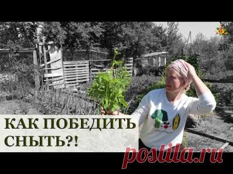 Как бороться со снытью? / Мой опыт