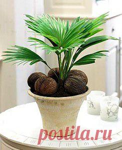 Пальма ливистона - уход, размножение | GreenHome