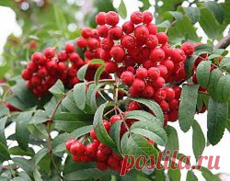 Рябина, груши, прививки