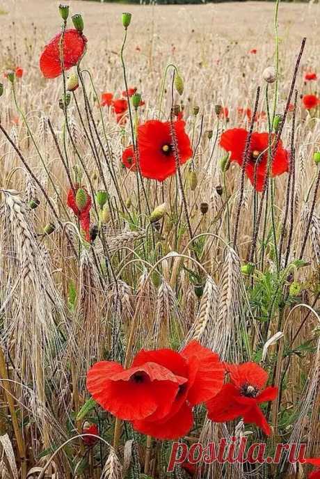 Фото – Google+