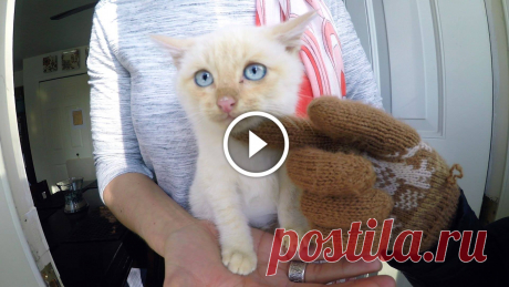 GoPro Awards: Frozen Kitten Lives