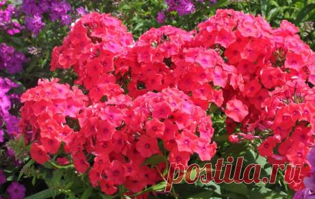 Флоксы метельчатые: весенние заботы