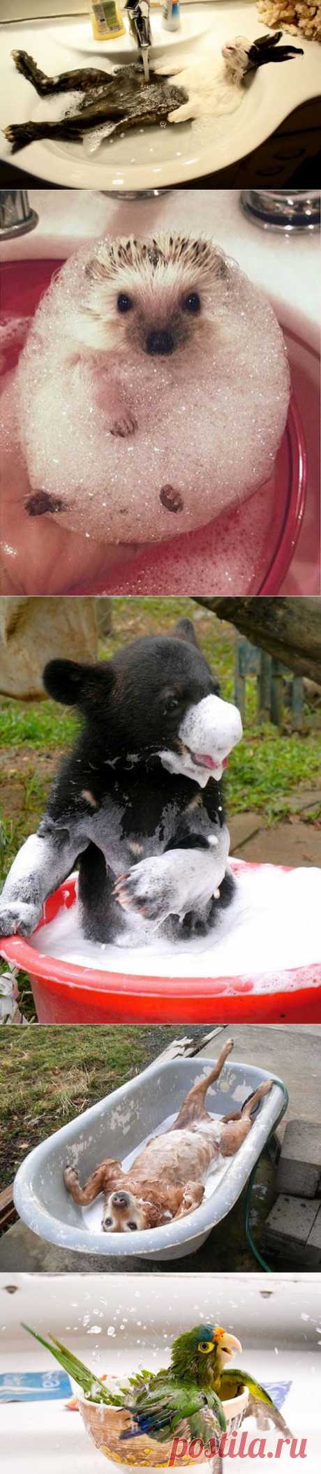 15 купающихся зверей, которые обязательно заставят вас улыбнуться &amp;bull;  НОВОСТИ В ФОТОГРАФИЯХ