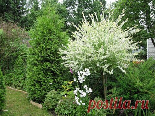 Светящиеся растения - Ольга и Зеленые руки — LiveJournal