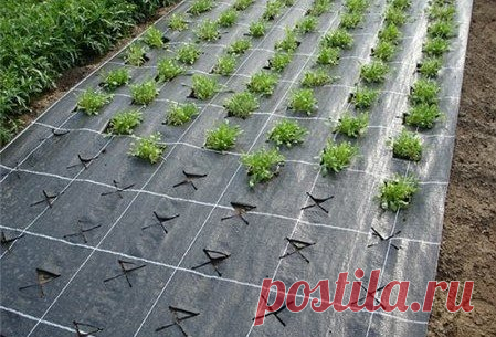 Что же это такое агроволокно? | 6 соток
