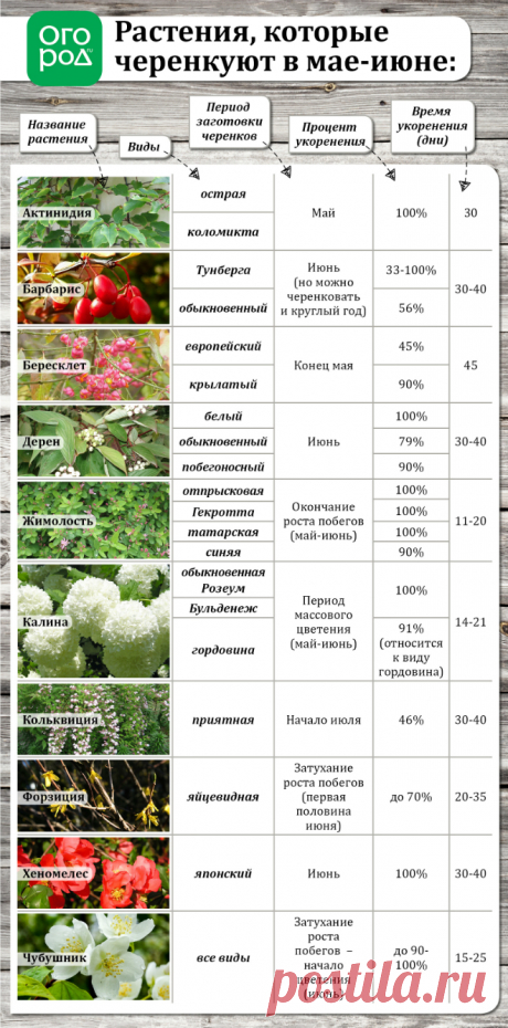 Летнее размножение декоративных растений зелеными черенками | Прочие многолетники (Огород.ru)