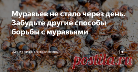 Муравьев не стало через день. Забудьте другие способы борьбы с муравьями Многие люди страдают от назойливых муравьёв, которые забираются даже в дома и ищут съедобные объекты. На данный момент многие средства уже перестали действовать, к ним уже появился иммунитет у этих грызунов или они просто не желают его есть.