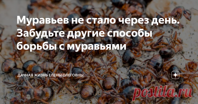Муравьев не стало через день. Забудьте другие способы борьбы с муравьями Многие люди страдают от назойливых муравьёв, которые забираются даже в дома и ищут съедобные объекты. На данный момент многие средства уже перестали действовать, к ним уже появился иммунитет у этих грызунов или они просто не желают его есть.