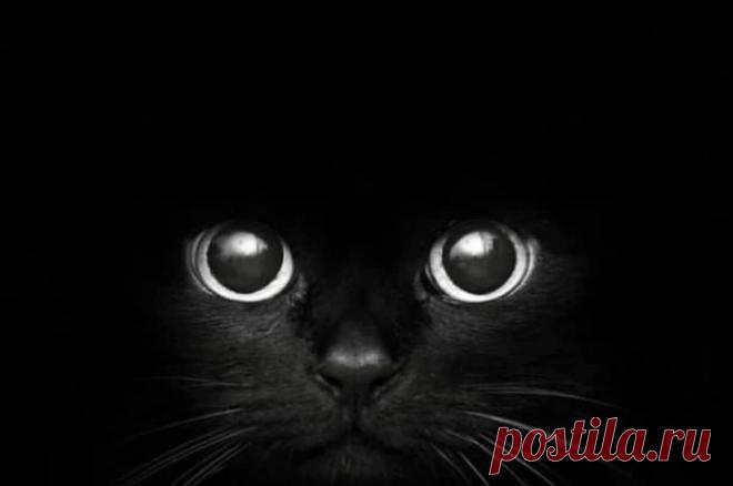 Про кота Матвея, который в плаванье ходил «А чего тут думать? – подмигивал желто-зеленым глазом Матвей, — я с тобой в плаванье пойду. Ты сам рассказывал, что на кораблях разные зверушки встречаются, а я чем хуже?» «А не забоишься? Ведь это не дома на диване, море бывает очень опасным!» «Что для тебя хорошо, то и для меня хорошо будет. Мы с тобой и мясо, и конфеты – все напополам, а теперь и соль морскую надвое делить станем. Не смогу я без тебя, хозяин! Нам друг без друга нельзя!!!»