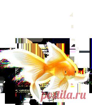 Главная | Загадай желание