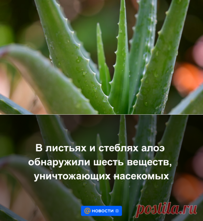В листьях и стеблях алоэ обнаружили шесть веществ, уничтожающих насекомых | 15 августа 2023 - Новости Mail.ru