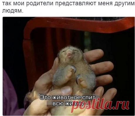 Сами с усами (@annaspa888) | Твиттер