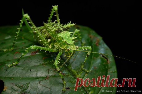 Spiny katydid (Sasima sp.), juvenile ♀ Spiny helmeted katydid (Sasima sp.) from the rainforest of southern New Guinea. The bristly armaments on this juvenile specimen serve not only to deter predators, but also to disguise the insect in the mossy forest understory. Helmet katydids (Phyllophorinae) comprise some of the world's largest species. Digul River, Papua, Indonesia (New Guinea).