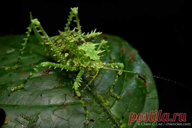 Spiny katydid (Sasima sp.), juvenile ♀ Spiny helmeted katydid (Sasima sp.) from the rainforest of southern New Guinea. The bristly armaments on this juvenile specimen serve not only to deter predators, but also to disguise the insect in the mossy forest understory. Helmet katydids (Phyllophorinae) comprise some of the world's largest species. Digul River, Papua, Indonesia (New Guinea).