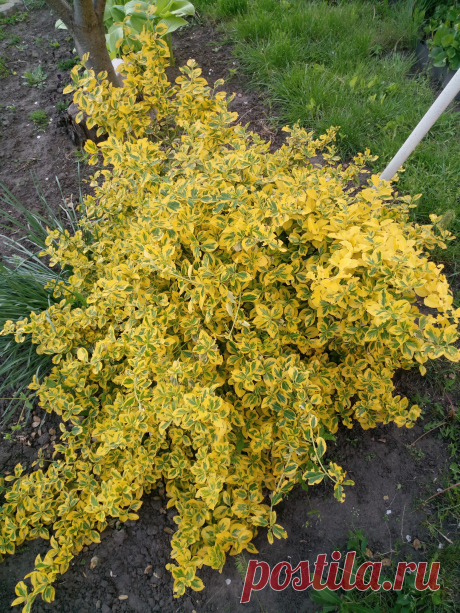 Бересклет Форчуна «Эмеральд н Голд», «Изумруд и золото» (Euonymus fortunei «Emerald`n Gold»)