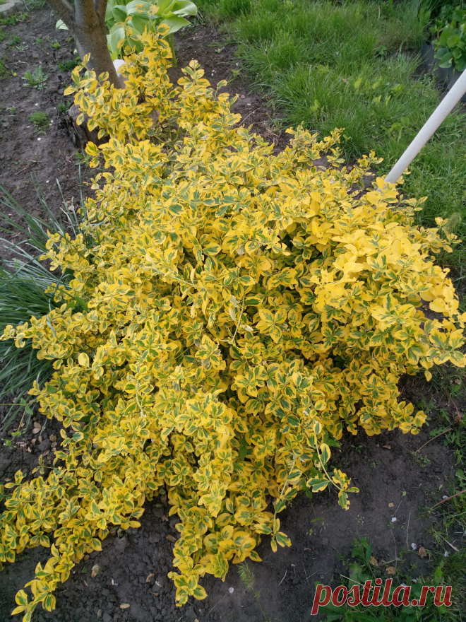Бересклет Форчуна «Эмеральд н Голд», «Изумруд и золото» (Euonymus fortunei «Emerald`n Gold»)