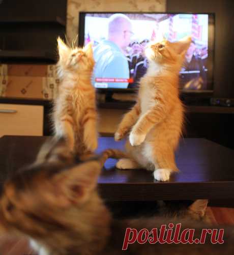 Танцы на столе. Котята мейн-кун.