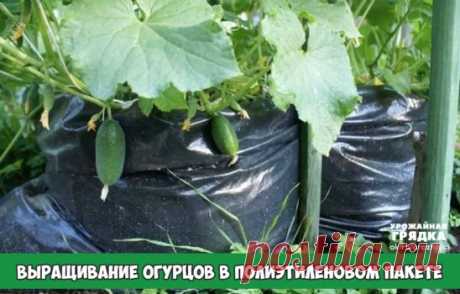 Выращивание огурцов в полиэтиленовом пакете...
Вертикальная грядка - это эффективный, нетрудоемкий, проверенный на личном опыте способ действительно вырастить тысячу огурцов на одном квадратном метре дачного участка.
Определимся со временем
Начинать работу нужно в начале мая. Именно в это время вы должны посадить семена огурцов в небольшие горшочки для проращивания.
В конце мая рассаду необходимо высадить в вертикальную грядку. В середине июля на вашем участке вырастет настоящее огуречное де