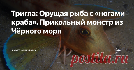 Тригла: Орущая рыба с «ногами краба». Прикольный монстр из Чёрного моря В лотерее жизни морской петух выбил джекпот, которому позавидовала бы Русалочка. В отличие от несчастного сказочного персонажа, он получил и голос, и ноги. При том, что это, вообще-то, рыба.  Официальное название этой чудо-юдо рыбы — тригла. Но обозвав животину петухом, ихтиологи ни разу не прогадали. Посудите сами: яркий наряд есть? Есть. Тонкие ножки имеются? Имеются. Орать по утрам могёт? Могёт. Это...