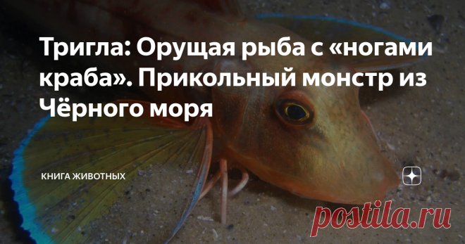 Тригла: Орущая рыба с «ногами краба». Прикольный монстр из Чёрного моря В лотерее жизни морской петух выбил джекпот, которому позавидовала бы Русалочка. В отличие от несчастного сказочного персонажа, он получил и голос, и ноги. При том, что это, вообще-то, рыба.  Официальное название этой чудо-юдо рыбы — тригла. Но обозвав животину петухом, ихтиологи ни разу не прогадали. Посудите сами: яркий наряд есть? Есть. Тонкие ножки имеются? Имеются. Орать по утрам могёт? Могёт. Это...