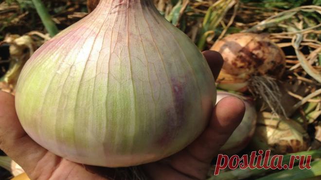 Гигантский сорт репчатого лука Русский размер. Выращивание из семян и через рассаду Миллион советов на все случаи жизни!