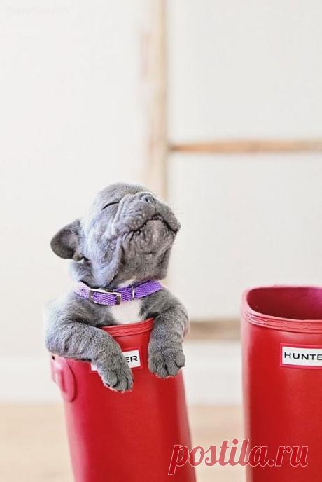 Frenchie In A Boot | Cutest Paw