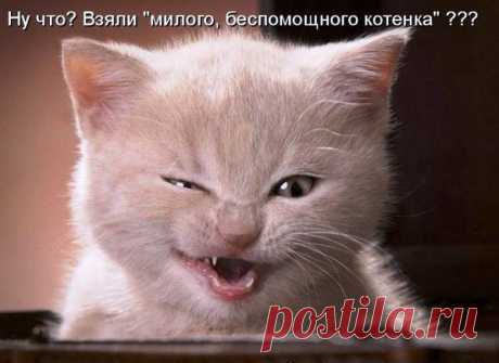 Популярные записи по теме «животные»