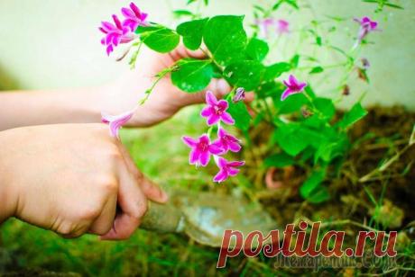 Подкормка цветов для хорошего роста и цветения делается сахаром