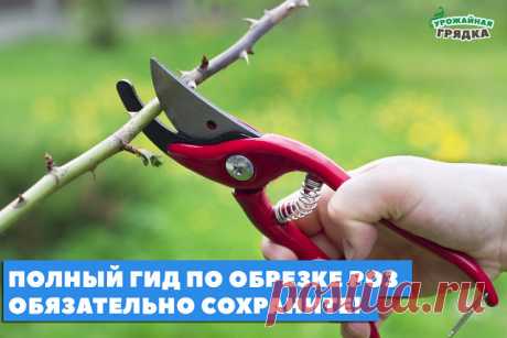 Регулярная обрезка роз – залог их пышного цветения и хорошего роста новых побегов. Однако очень важно проводить ее правильно. Иначе можно погубить растение. Мы расскажем, как этого не допустить.


Существуют несколько видов (степеней) обрезки роз. Они зависят от сезона, группы, к которой принадлежит роза, и высоты побегов растения.

Короткая (низкая), или сильная, обрезка роз
Применяется весной (после снятия зимнего укрытия) для чайно-гибридных, полиантовых и роз флорибунд...