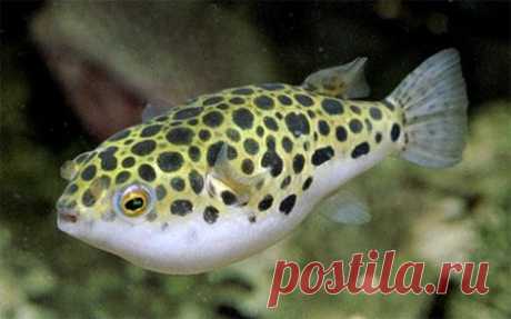 133.jpg (450×281)
Тетраодон зеленый, зеленый иглобрюх (Tetraodon fluviatilis)