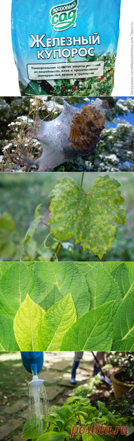 Обработка деревьев и кустарников железным купоросом