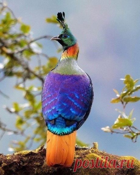Гималайский монал - райская птица.