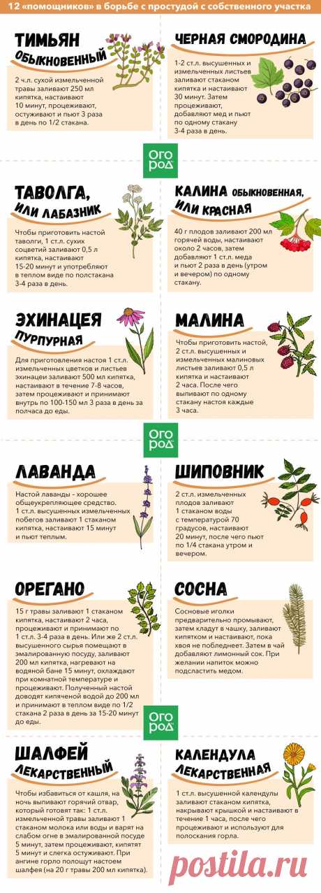 12 &quot;помощников&quot;в борьбе с простудой с собственного участка