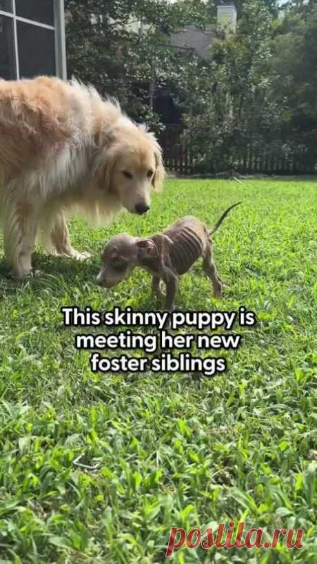 Shockingly skinny pup blessed with the perfect siblings! 🥰 Follow me for more dog rescues!