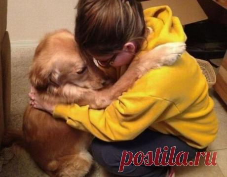 Собаки, которые очень любят человеческие объятия
