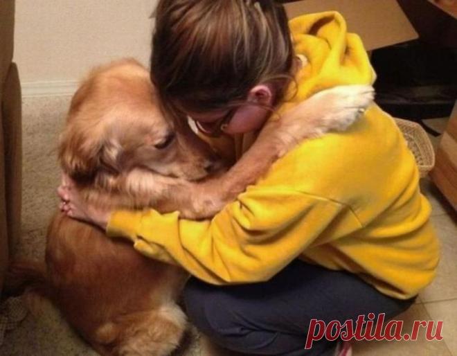 Собаки, которые очень любят человеческие объятия