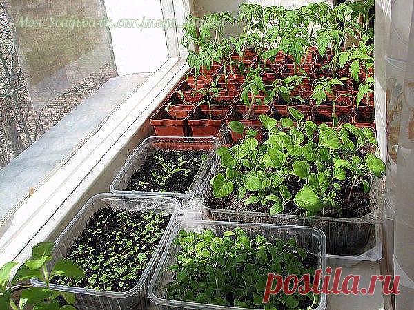 ПОЛЕЗНЫЕ СОВЕТЫ : 
✪ Сохраните чтобы не потерять.
КОГДА И ЧТО САЖАТЬ НА РАССАДУ.

Очень полезная информация для любителей-огородников. Возможно кто-то и не знает когда и что сажать на рассаду, тогда ознакомьтесь с этой информацией. Ещё у Вас есть время кое-что посадить .

Рассчитать сроки посева семян овощей на рассаду несложно.
Если хочется получить первый урожай к определенной дате, надо учитывать еще и продолжительность вегетации растения от посадки до первых плодов (об...